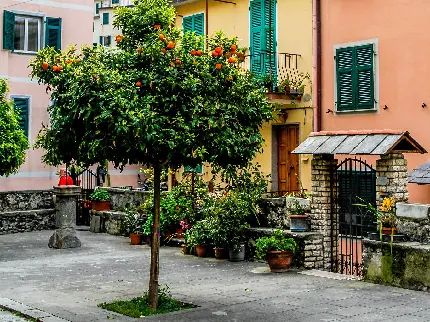 عکس درخت پرتقال وسط شهر و خیابان ایتالیا