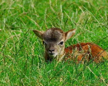 عکس چمن برای فتوشاپ