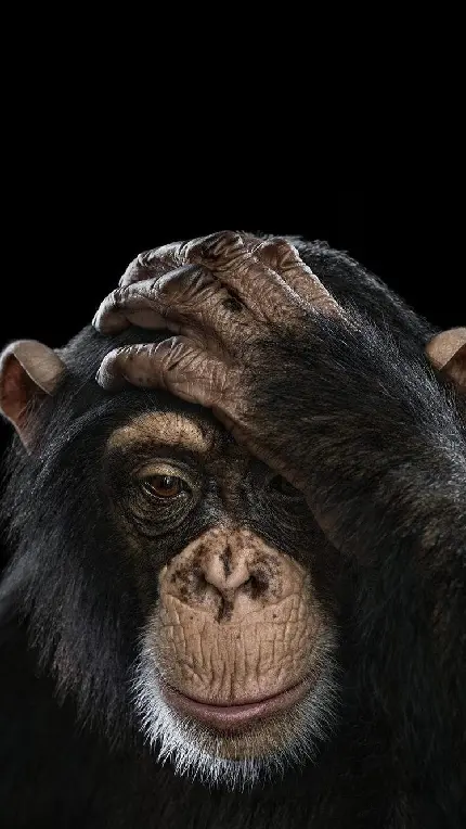 تصویر بامزه شاپانزه برای دانلود رایگان با کیفیت فول اچ دی