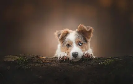 عکس پروفایل از نژاد سگ شپرد استرالیایی