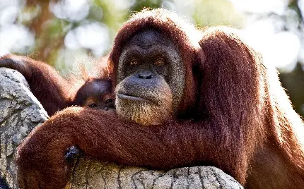 عکس اورانگوتان باهوش در باغ وحش