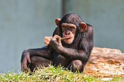 عکس بچه شاپانزه در باغ وحش برای دانلود رایگان