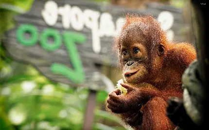دانلود عکس بچه اورانگوتان در باغ وحش