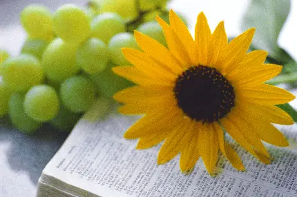 تصویر پس زمینه تابستانی با گل آفتاب گردان