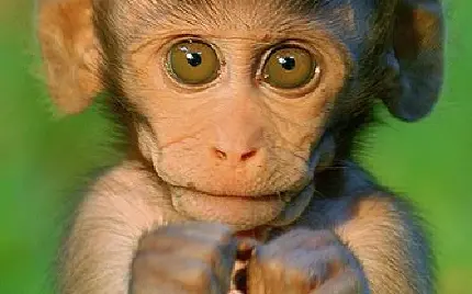 تصویر زمینه زیبا میمون خانگی