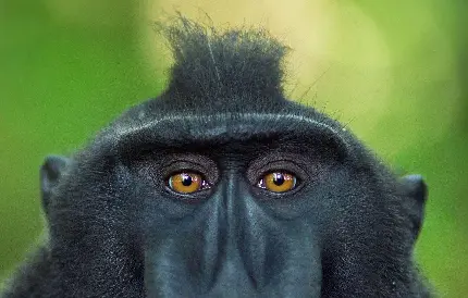 عکس بابون سیاه با چشمانی زرد برای تصویر زمینه ویندوز