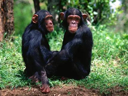 عکس دو دوست شاپانزه در کنار هم با کیفیت بالا