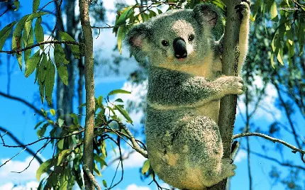 عکس کوالا حیوانات استرالیا