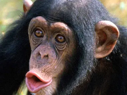 عکس پروفایل شاپانزه با دهانی باز با کیفیت 4K