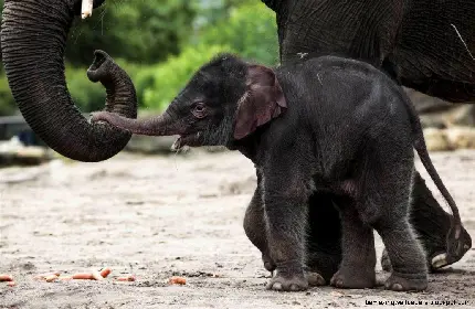 بچه فیل مشکی در حال بازیگوشی