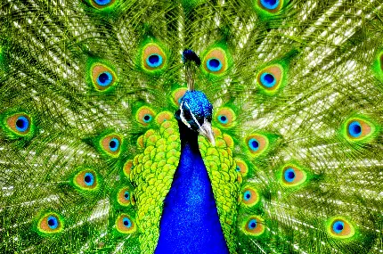 عکس حیوان طاووس و حیوانات پرنده