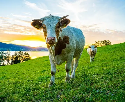 عکس گاو شیرده در مزرعه
