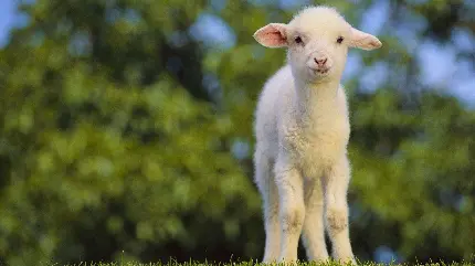 تصویر زمینه بچه گوسفند برای بک گراند لپ تاپ