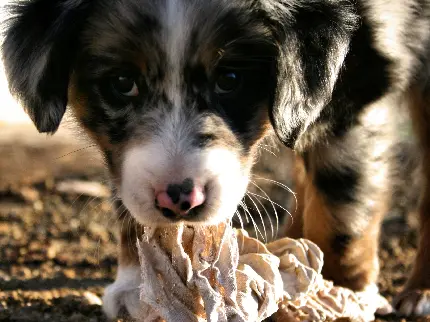 سگ شپرد استرالیایی بازیگوش عکس از نزدیک
