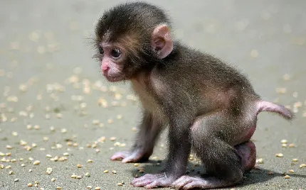 عکس بچه میمون خیلی کوچولو