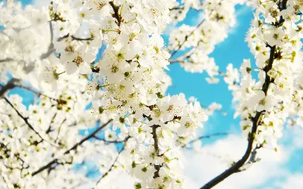 تصویر شکوفه‌های بهاری سفید