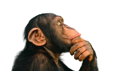 دانلود رایگان عکس شاپانزه متفکر دور بریده شده png
