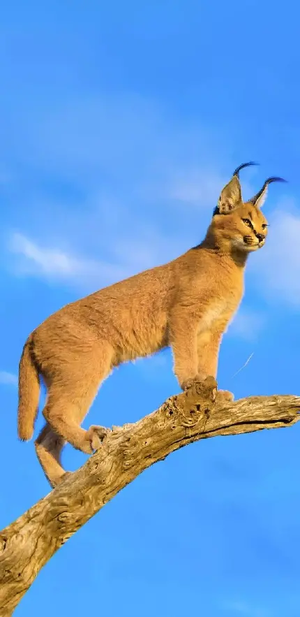 عکس سیاه گوش ایران