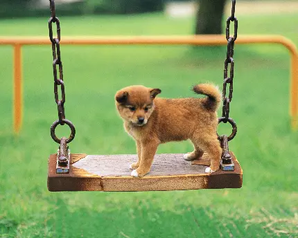 عکس سگ بزرگ