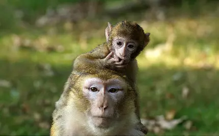 عکس مادر و بچه میمون