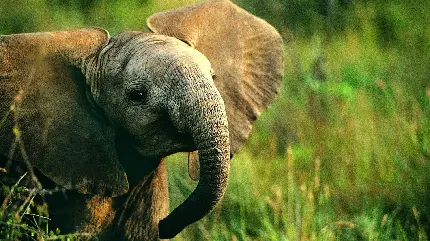 تصویر بچه فیل با گوش‌های بزرگ