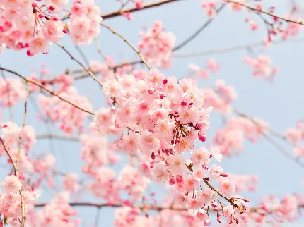 عکس شکوفه‌های درخت صورتی و فصل بهار