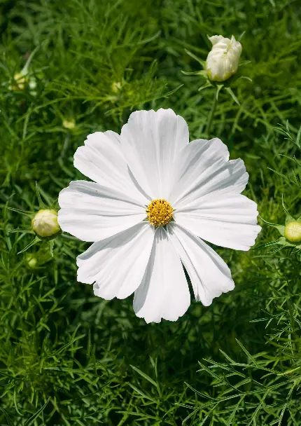 عکس گل بهاری سفید رنگ