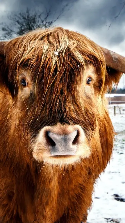 عکس پروفایل بچه گاو خنده‌دار و بامزه