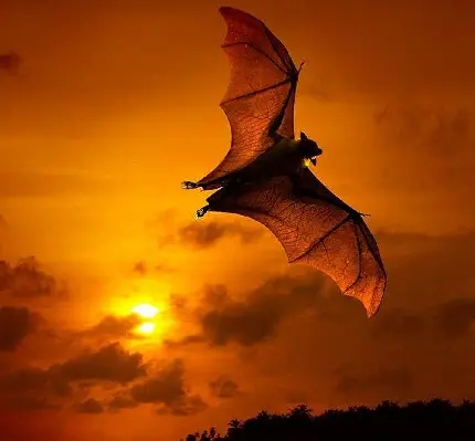 عکس زیبا از خفاش