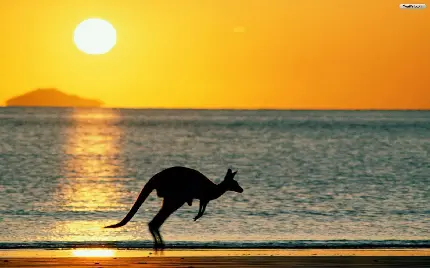 عکس کانگرو در حال دویدن در استرالیا برای دانلود