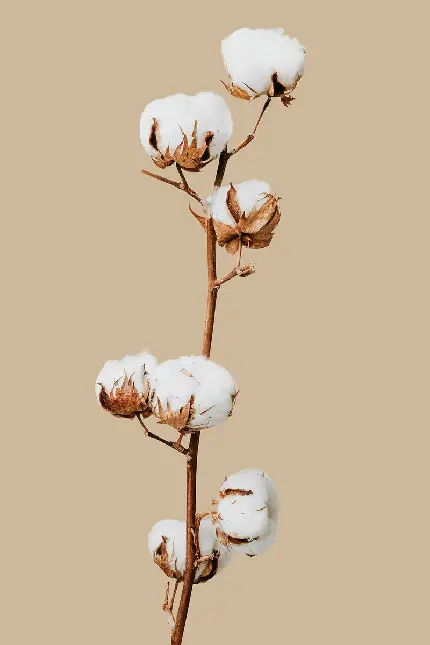 عکس تک شاخه گل پنبه برای تصویر زمینه آیفون