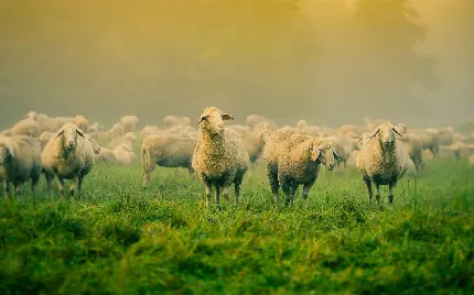 تصویر زمینه کامپیوتر از گله گوسفند در مرتع سرسبز