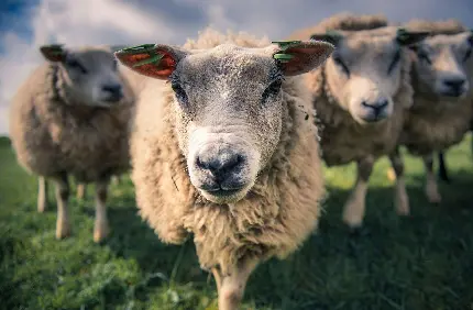 دانلود عکس پروفایل گله گوسفندها