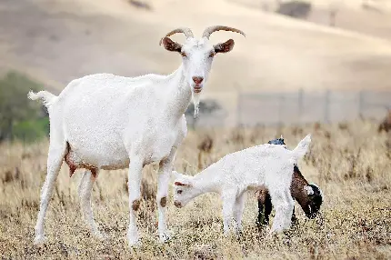 بچه بزهای کوچولو در حال شیر خوردن سفید و بامزه