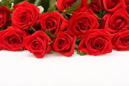 عکس گل رز قرمز عاشقانه و عکس گل رز قرمز با زمینه سفید