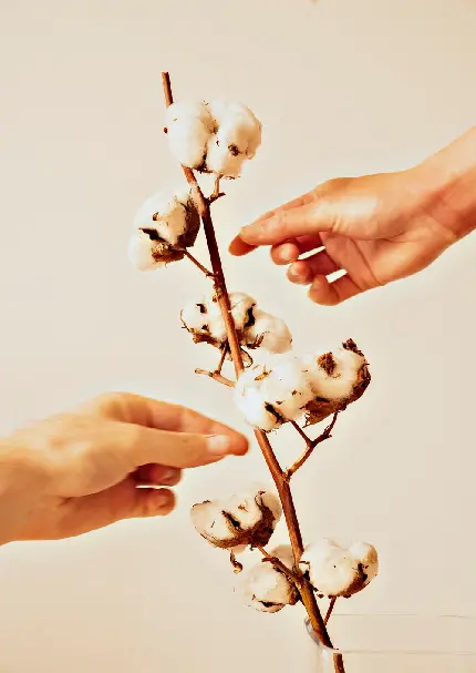 عکس شاخه گل پنبه طبیعی در دست برای بک گراند