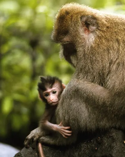 عکس میمون با بچه اش