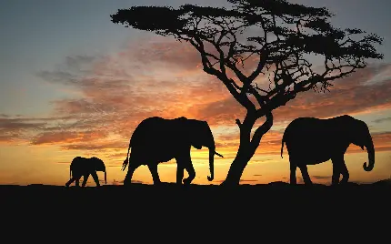 عکس خانواده فیل‌ها در غروب خورشید با کیفیت hd