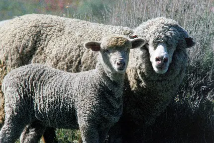 عکس حیوان بره و گوسفند و حیوانات پشمالو