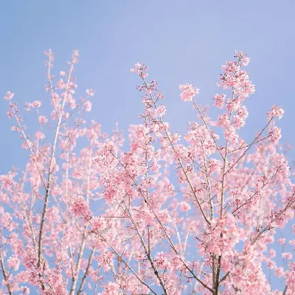 دانلود عکس شکوفه‌های صورتی درخت بزرگ