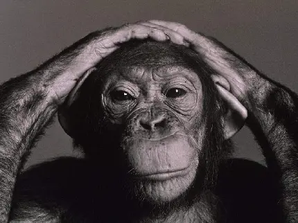 عکس نزدیک از چهره شاپانزه برای دانلود