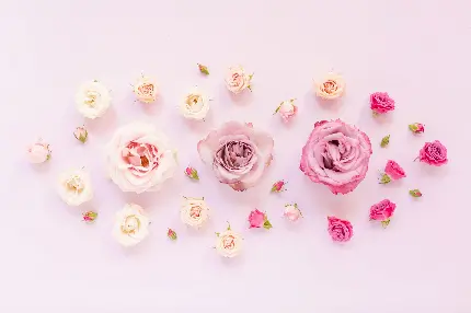 عکس پروفایل با پس زمینه صوتی از گل رزهای بهاری