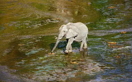 بچه فیل بامزه در حال قدم زدن در رودخانه
