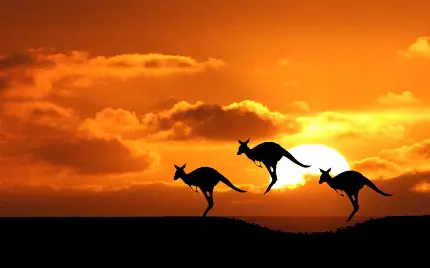 تصویر زمینه کانگروها نماد استرالیا و غروب خورشید