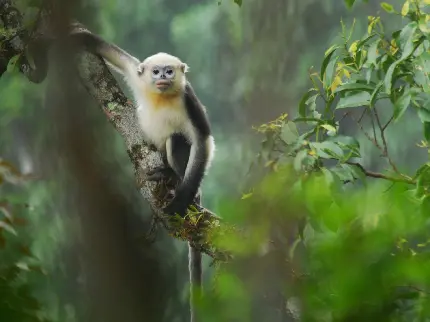 دانلود عکس با کیفیت full hd میمون جنگل