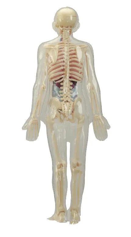 عکس مولاژ آناتومی و اسکلت بدن انسان