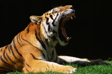 مسافرت به دنیای وحش: مجموعه 70 عکس حیات وحش برای دانلود