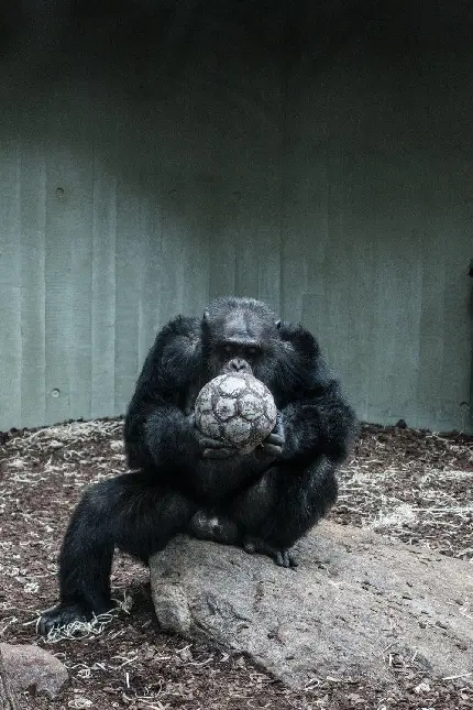 عکس شامپانزه بزرگ در باغ وحش و توپ در دست