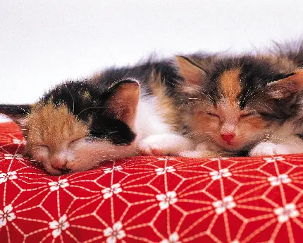 گربه نژاد چینی