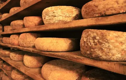 عکس پنیرهای ایتالیایی در قفسه